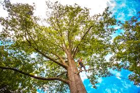Best Lawn Pest Prevention  in Port St Joe, FL