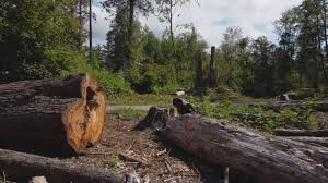 Best Arborist Consultation Services  in Port St Joe, FL