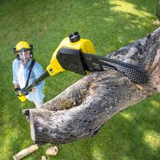 Best Tree Preservation Services  in Port St Joe, FL