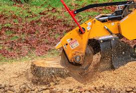 Best Tree Health Inspection  in Port St Joe, FL