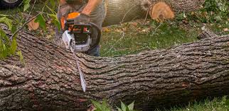 Best Lawn Watering Services  in Port St Joe, FL
