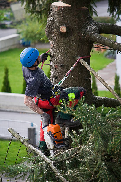 Best Hazardous Tree Removal  in Port St Joe, FL
